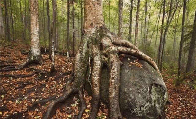 世界上最“坚硬”的树都打不透可以和金属媲美(图3)