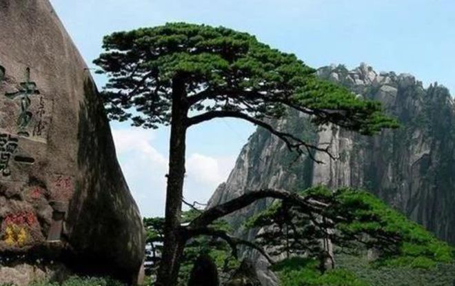 中国最贵的三棵树一棵投保1个亿一棵配有警卫还有一颗……(图2)