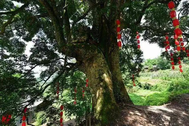 中国最贵的三棵树一棵投保1个亿一棵配有警卫还有一颗……(图1)