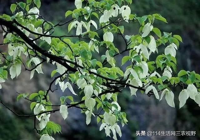 中国十大珍稀苗木能拥有一种你可能就发了！不仅仅是一棵树了(图1)