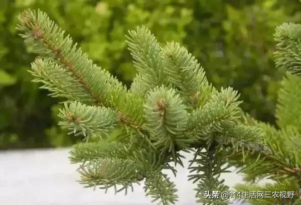 中国十大珍稀苗木能拥有一种你可能就发了！不仅仅是一棵树了(图8)