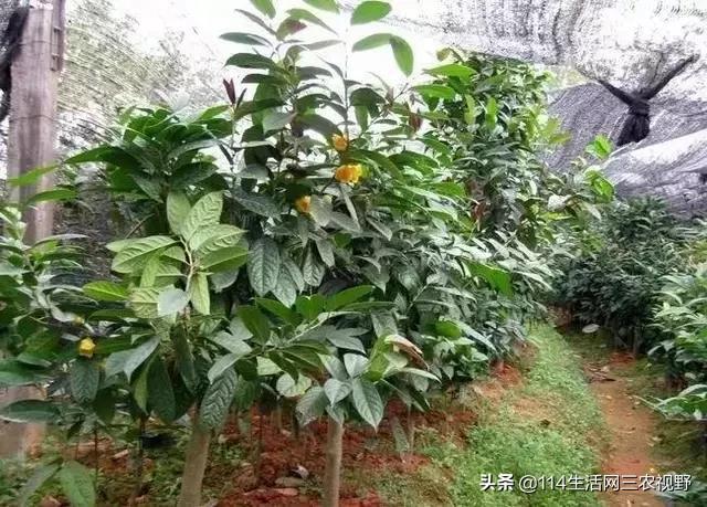 中国十大珍稀苗木能拥有一种你可能就发了！不仅仅是一棵树了(图2)