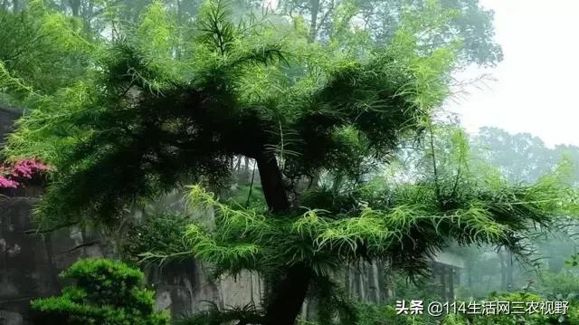 中国十大珍稀苗木能拥有一种你可能就发了！不仅仅是一棵树了(图5)