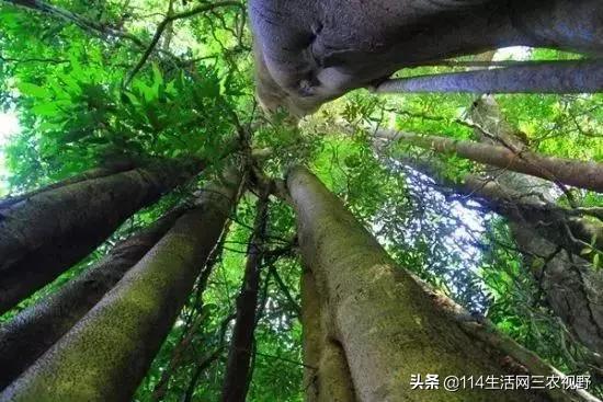 中国十大珍稀苗木能拥有一种你可能就发了！不仅仅是一棵树了(图6)