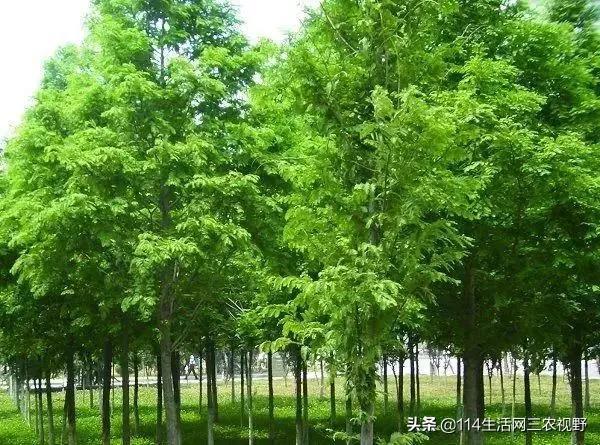 中国十大珍稀苗木能拥有一种你可能就发了！不仅仅是一棵树了(图7)