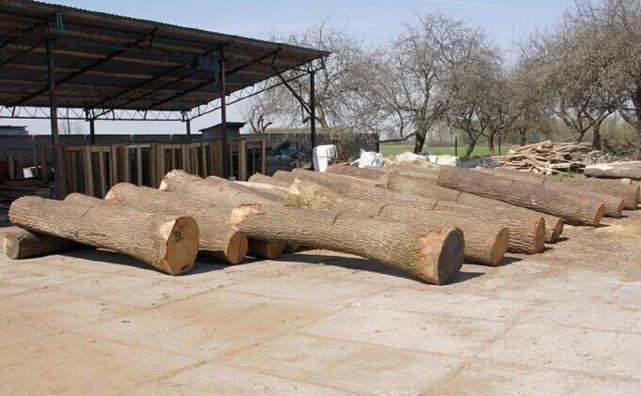 农村这种树木材比钢铁还硬以前被大量砍伐如今数量稀少(图1)